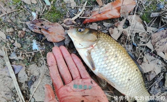 八字环这样用钓鱼就是好,非常实用的钓鱼技巧!