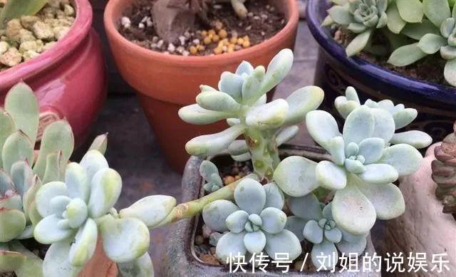 多肉徒长不用怕,拦腰砍断,憋出一堆芽