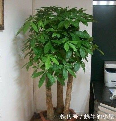 4种树适合摆放客厅里,好养、好看还旺运,我要几盆