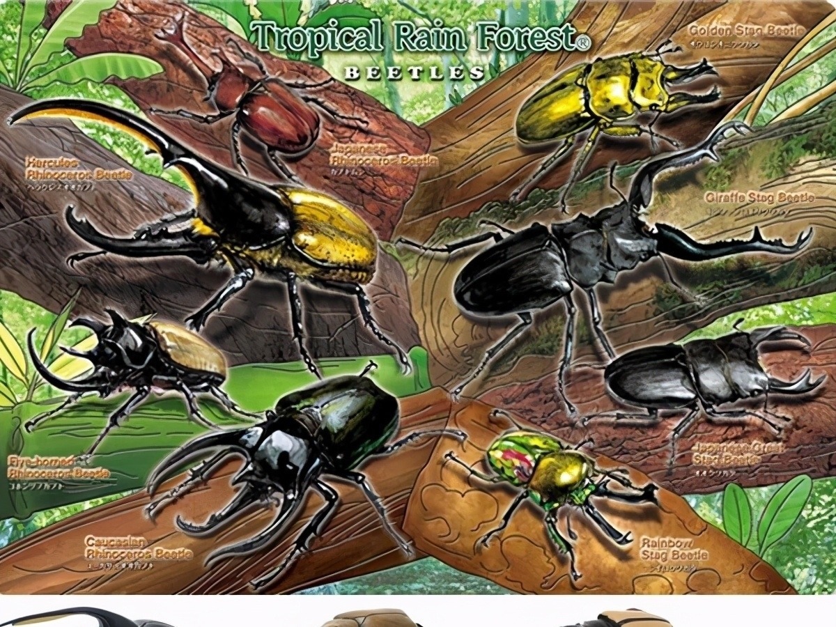 我们的生活|日本的可怕昆虫你见识过么?动漫创意来源!