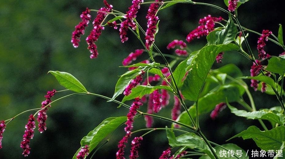 這種農村的植物是80后的記憶,有利尿、抗腫瘤、抑菌的功效!