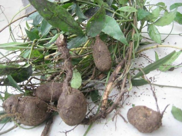 农村|它被称为“抗癌神草”,农村没人要,城里吃不到