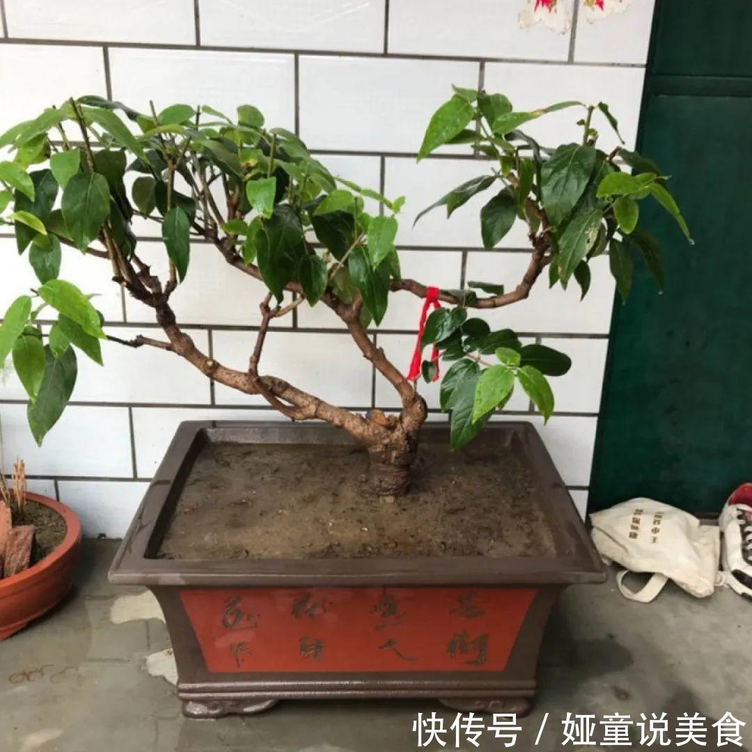 绣球|9种花是富贵命,必须大盆养,小盆养会憋死