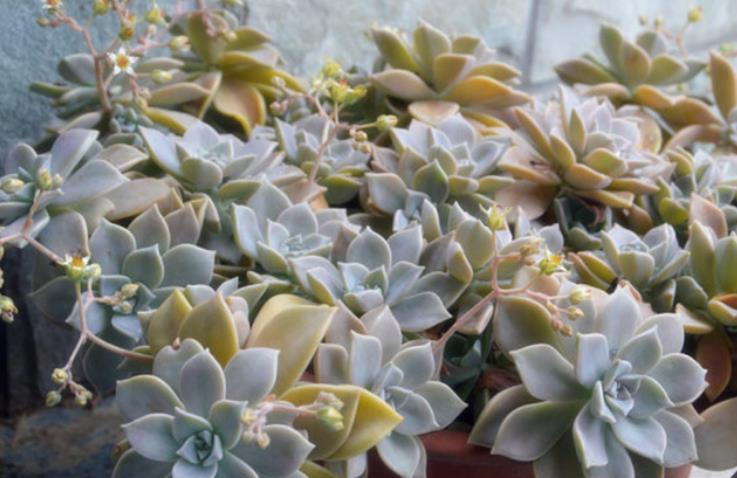 刚开始接触多肉选这“6种”，皮实耐养不易死，养出状态也很美！