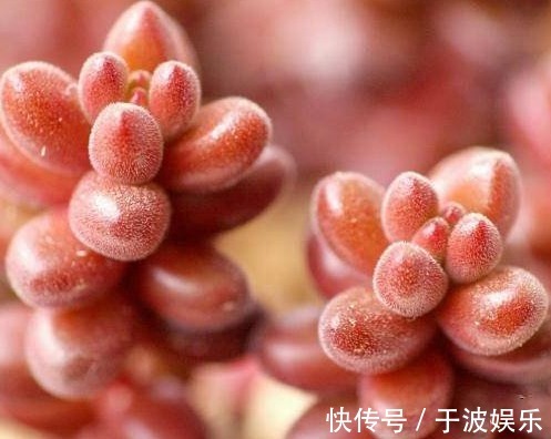 迷你多肉珊瑚珠,颜值高易群生,养护得当很快爆盆!