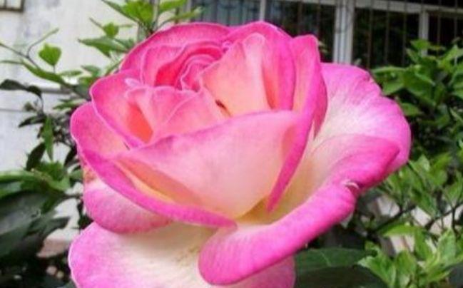 4种花“超好养”,不怕冷、不怕热,花大色艳,全年开花不断!