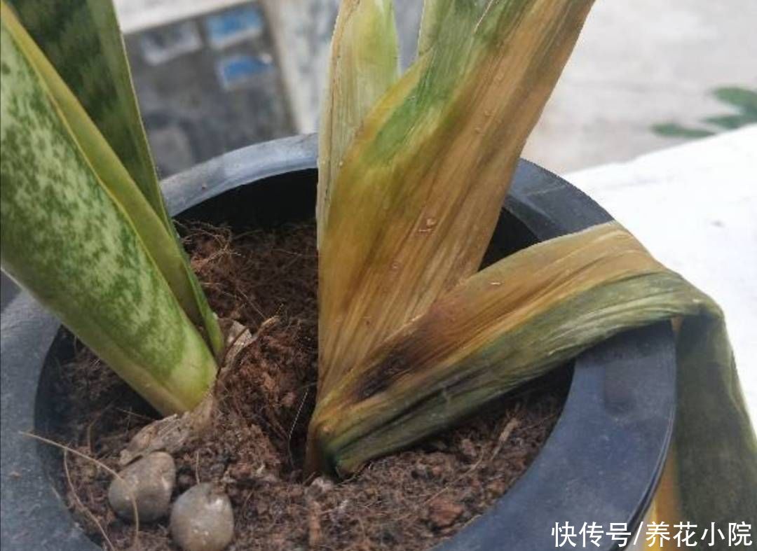 君子兰|6种花怕水涝，浇水太勤总也养不好，不是烂根就是黄叶