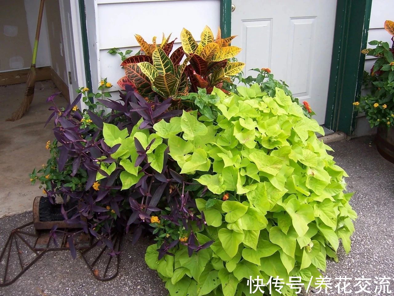 叶色|叶色丰富的观赏红薯，适合养成盆栽，开的喇叭状花朵很罕见