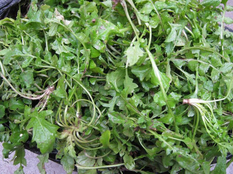 鲜美者|农村的这个野菜可称最鲜美者,老人说春季祛湿寒就吃它