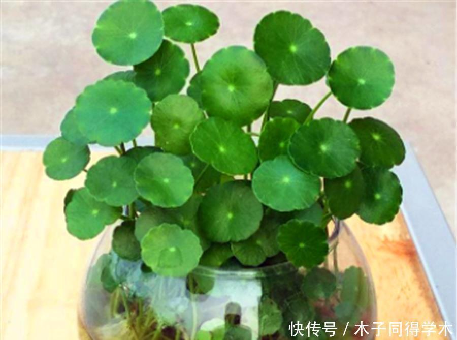 夏天|夏天铜钱草有“3怕”,难怪叶子发软没光泽,学会了碧绿光亮