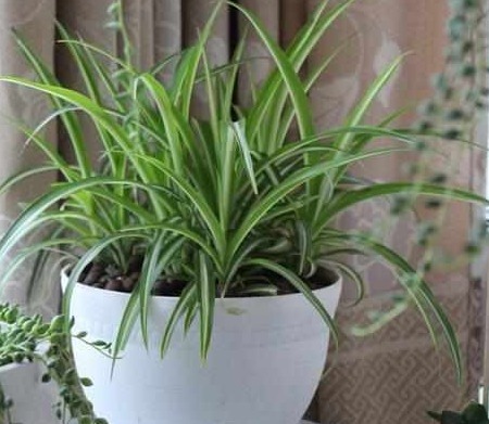 四种十分好养活的花草,七天就能生根,三个月就会爆盆开花