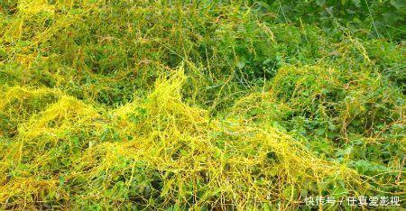 这种野草是寄生植物，藤条满山爬，价值珍贵作用多，人称黄丝藤