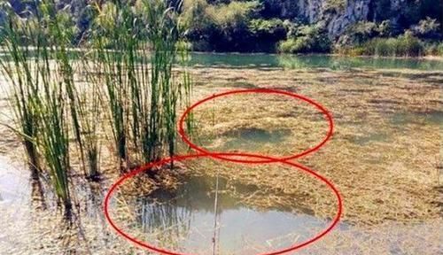 冬季手竿钓鲫鱼，还是这种钓法更给力，下竿就有口，收获更有保证