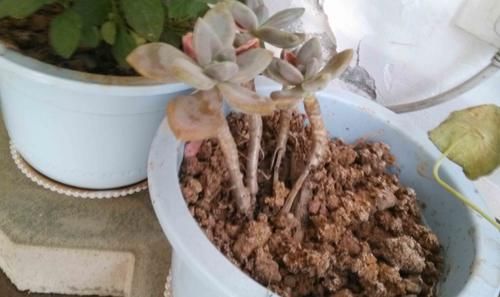 5种常见“养花水”，好使、不花钱，浇什么花都能用