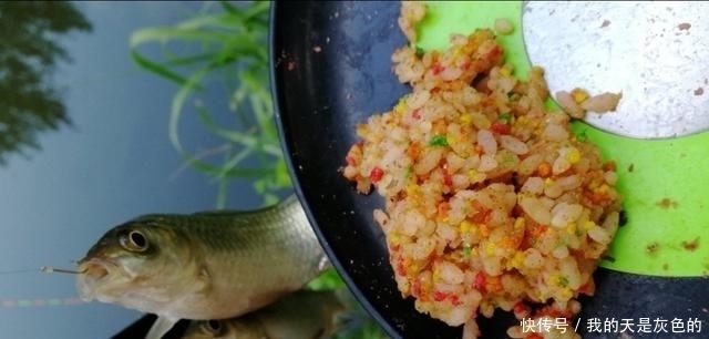 米饭粒这样用，这个夏季钓鲫鱼再也不怕小鱼闹，不信你就试试看