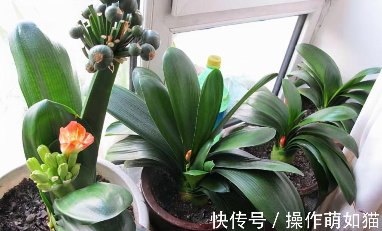 4种植物脸皮薄,阳台上光线一照,黄叶不生长,赶紧换地儿