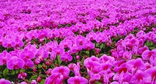 兰花|蝴蝶兰和兰花养护方法有差别，了解这三点，养哪一种也不难