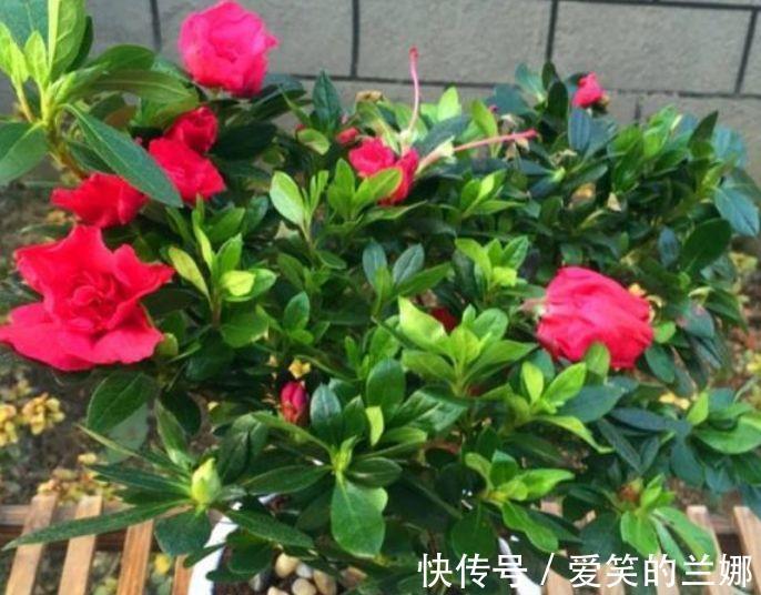 杜鹃花|家里养上4种花,花开一茬又一茬,美不胜收,人见人爱!