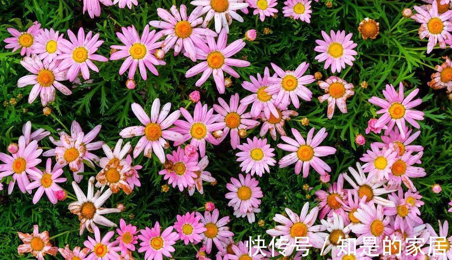 这些花儿，种着种着就变成瀑布了，很好种的哦