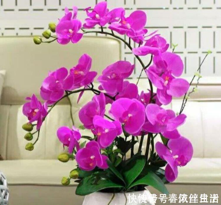 复生性|4种花适合夏天养,沾点水就疯长,开花勤还爱爆盆,美