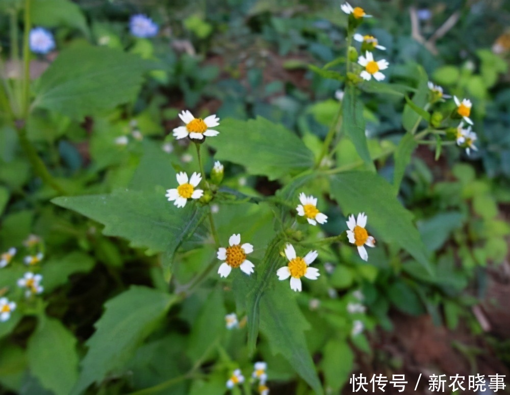 农村|从前农村的“野草”,现在人人抢着挖的“宝”,你知道它是谁吗?
