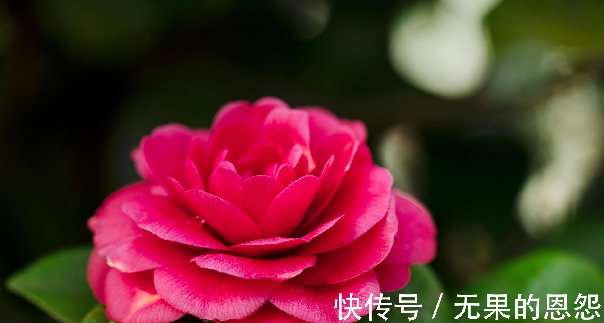 三角梅|进入秋天,10种花很喜欢磷酸二氢钾,早点喂饱,好处多多