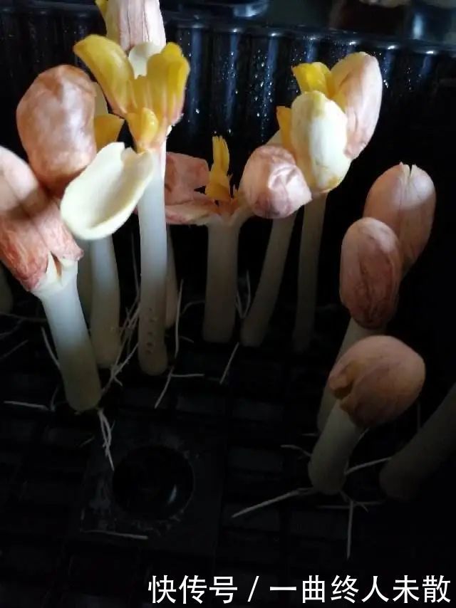 养花技巧1粒花生丢水里,比绿萝好看100倍,沤肥又能做菜