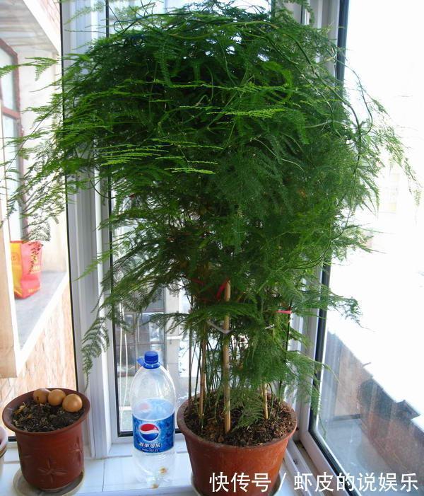 空气|12种“健康花”,家里没太阳,照样长爆盆,贵气漂亮,旺家又养人