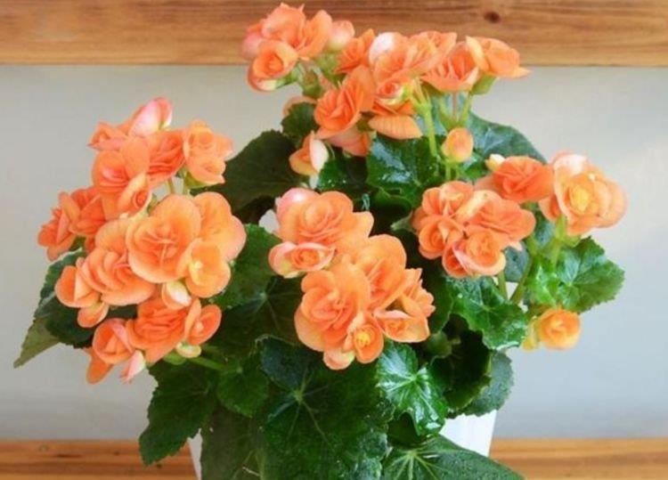 4种花养了就爆盆,沾土就能活,开花就爆盆,不易生病好养护