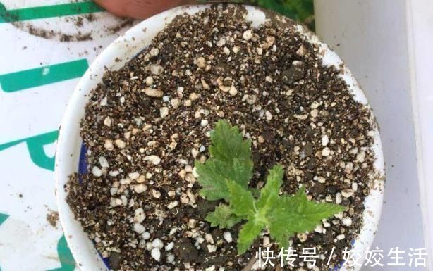 夏天|夏天有2种花,又热又晒也开花,扦插即活,皮实好养
