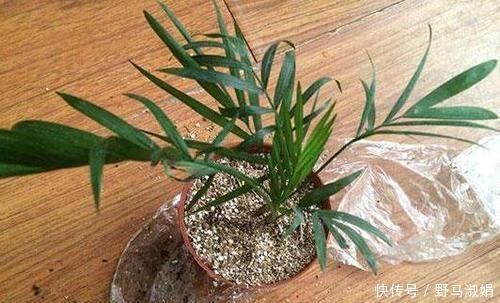 黄叶|想要酸性土养花该怎么弄兑点它们，喜酸植物不再黄叶掉花苞