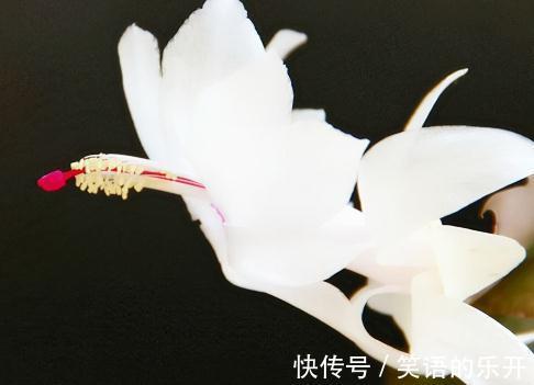 花期|12月份怒放的10种花,哪一种更好看