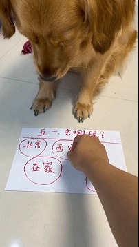 |搞笑GIF:这样的包饺机你没见过吧,包出来饺子非常匀称漂亮美观