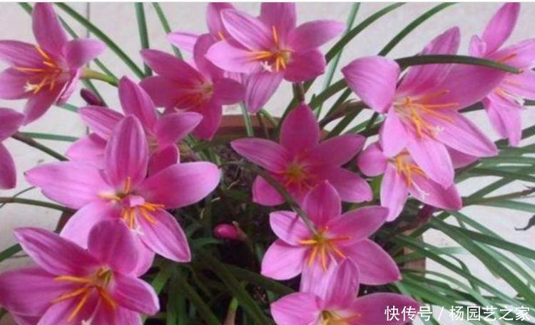 家里养此几款香香花,健康好看又好养,芳香扑鼻惹人爱
