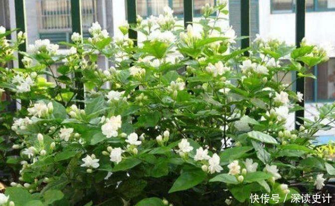 4种花是花中劳模,一年四季开花不断,一盆千百朵,花量超大的