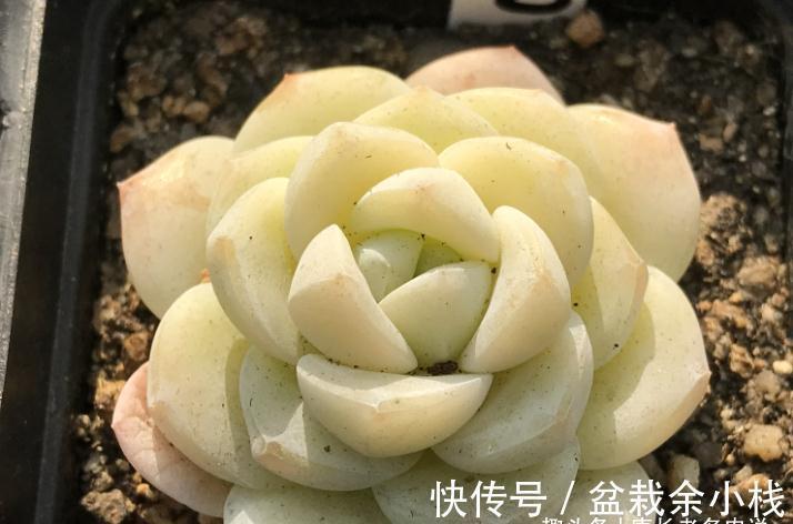 多肉冰玉见多了,但老桩不常见,用两种方法可养出粗腿的冰玉老桩