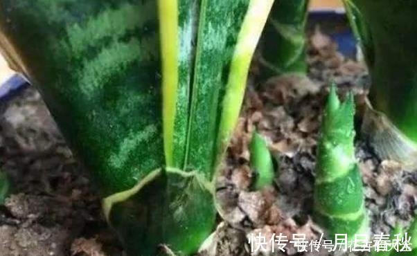 虎皮兰|打开虎皮兰这个神秘机关,生长冒芽摁不住,还不知道的赶紧了解