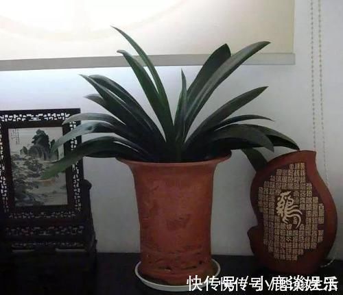 浇君子兰加“3种肥水”，养2年不烂根，土壤疏松透气、肥沃促花