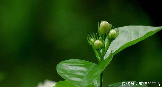 养护|在家养护茉莉花，注意下面几点，花期满枝头全是花