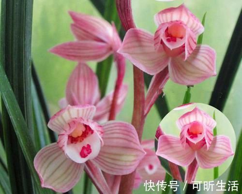 可以用酒浇灌的兰花，花香带酒香，兰种十分稀有，比牡丹还受欢迎