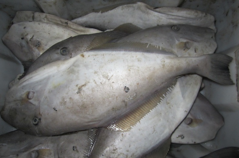 这种鱼“没脸没皮”，价格低廉，很多人看不上，懂行的人经常买