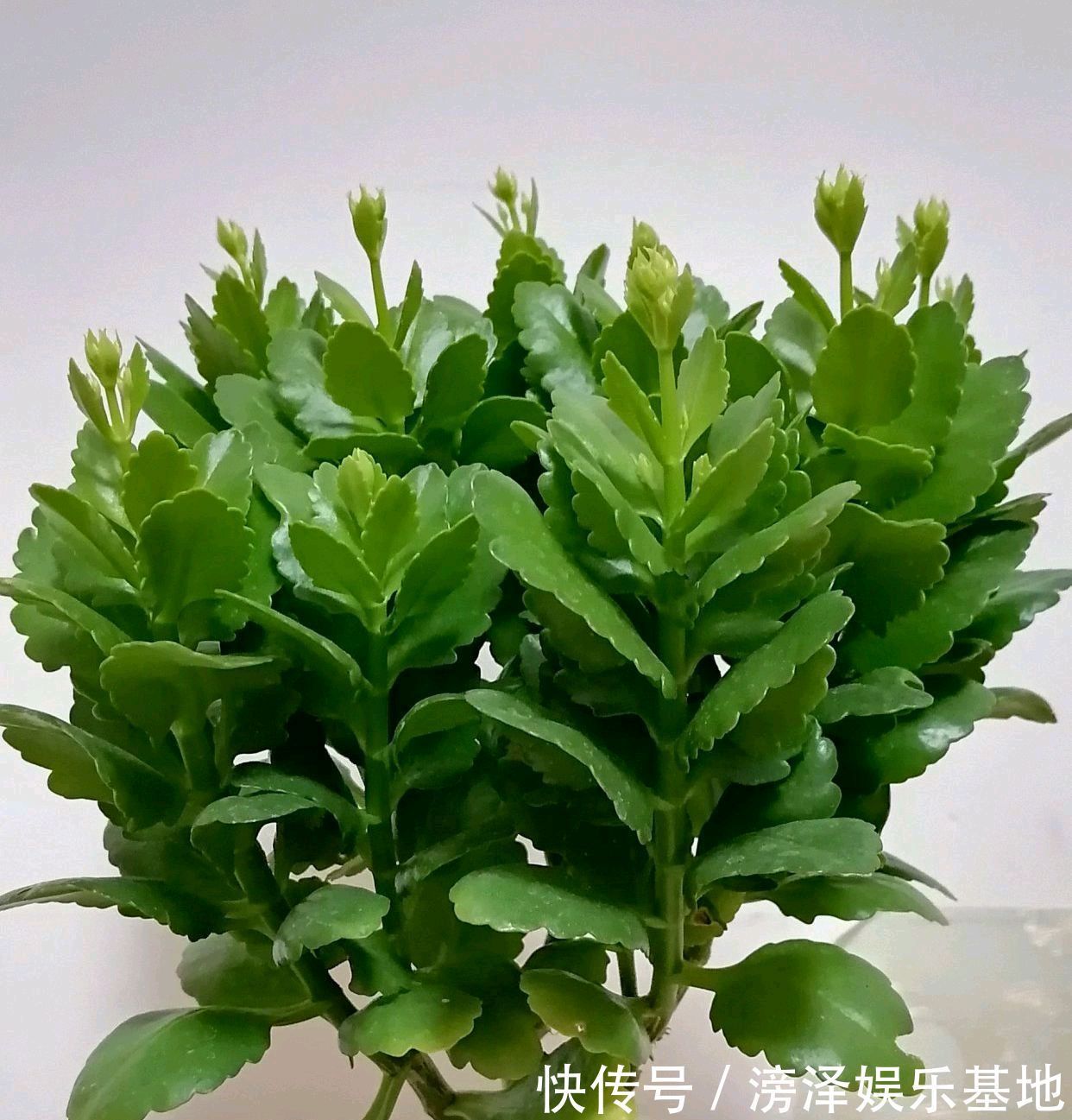 花芽|遮光的长寿花催花成功了吗?一起开袋检查,花苞一串串