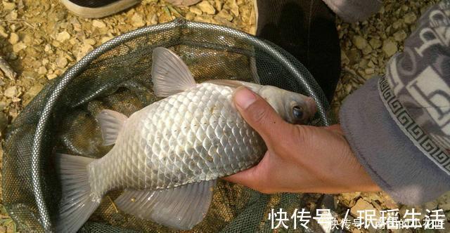 鲫鱼|冬钓大板鲫自制窝料配方,成本低效果不错,制作特别简单