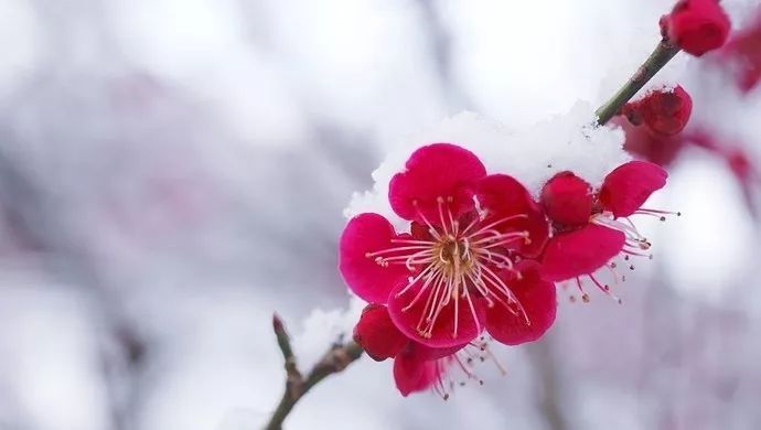 风雪夜归人#今日小寒 | “数九寒天”到了！新春佳节近了……