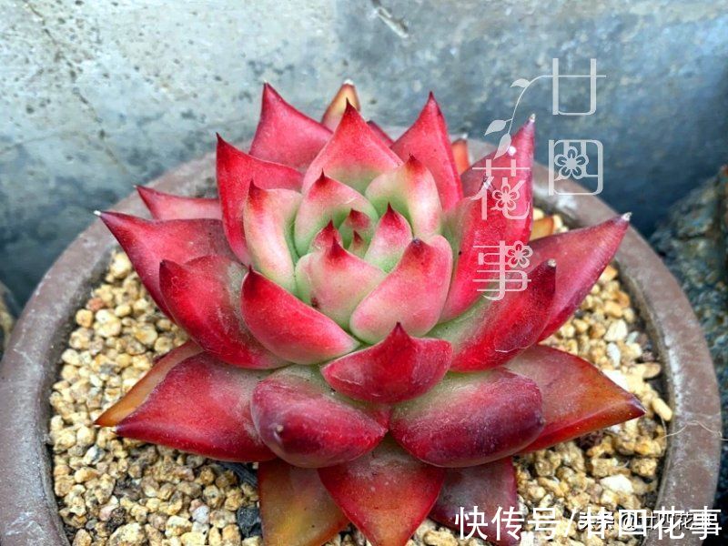 养死多肉不打紧,就怕死得不明白,肉肉8种死法,知道原因好预防