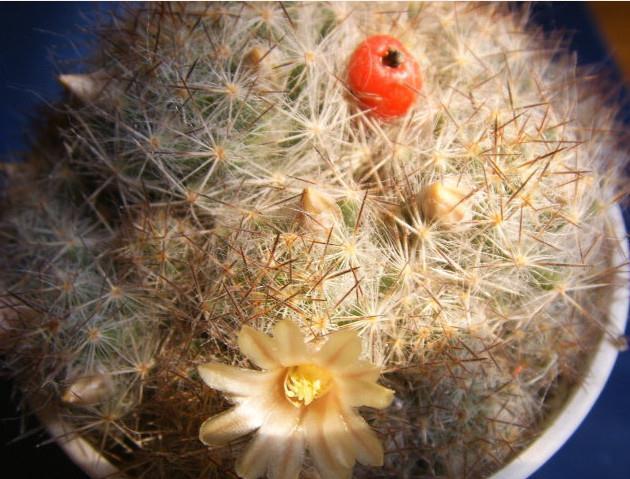 绵毛|8种奇异有趣的仙人掌,见过5种的人就神了