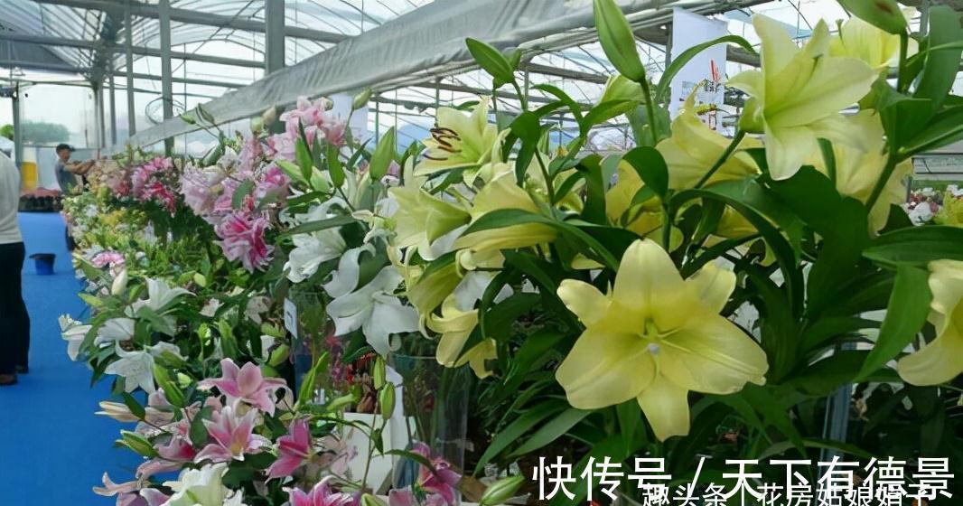 光照|百合花光长叶不开花,主要是4个方面的原因,做对了,开花很简单