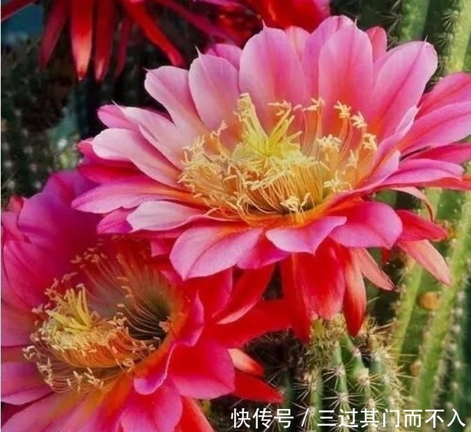 4种花适合新手入手,沾土就能活,绚丽多彩,沁人心脾