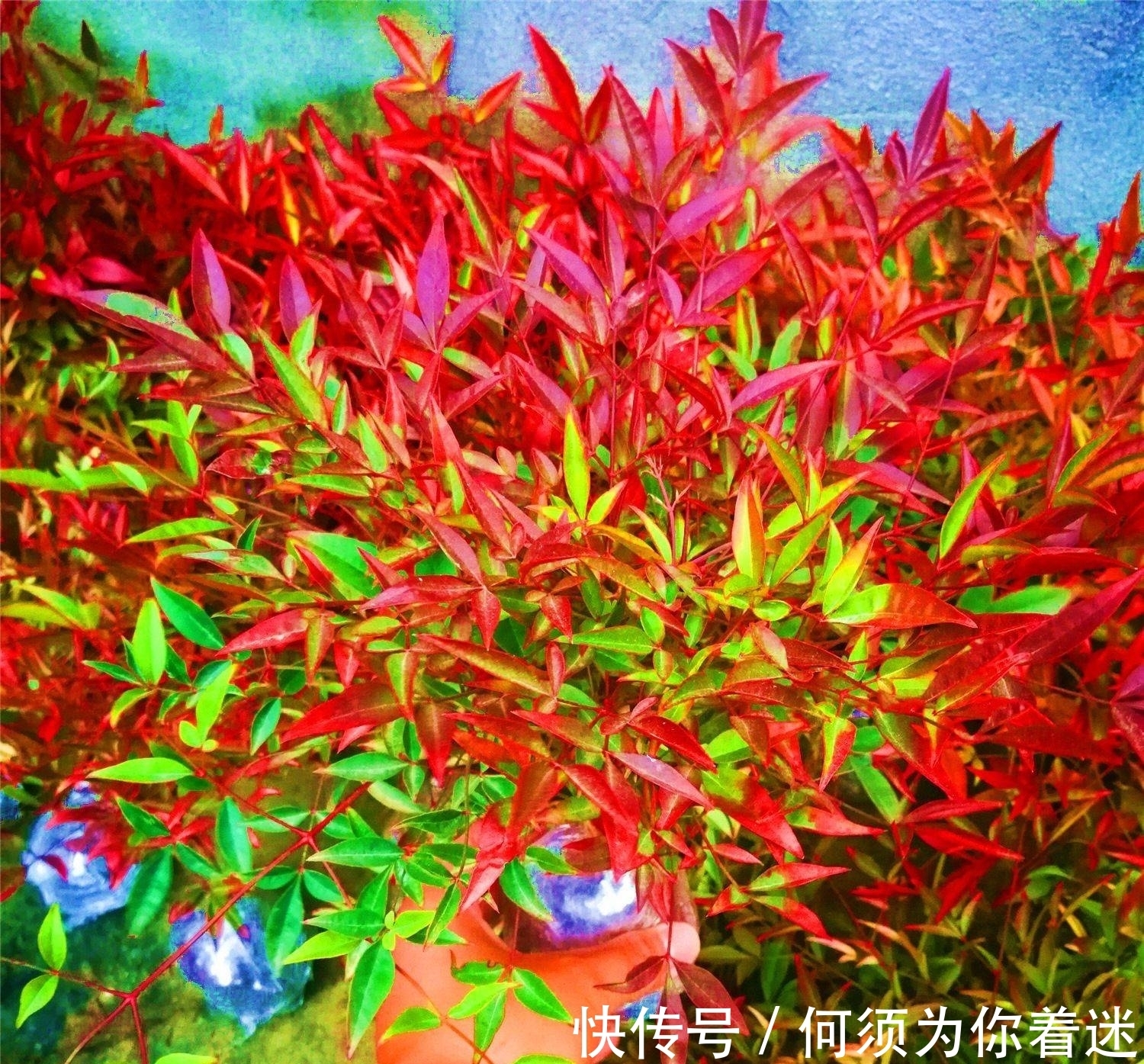 越冷叶子越红，对环境无要求，这样的植物你养过吗？