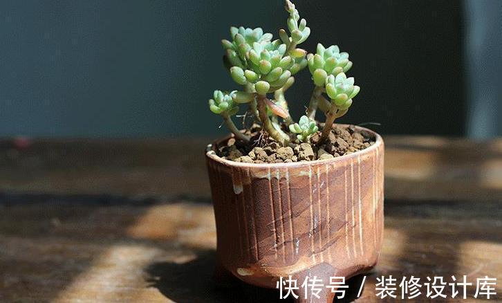 谨记|立秋前后，给多肉换盆，请谨记正确操作！